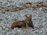 chacal Etosha FP